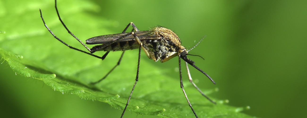 Should We Engineer the Mosquito? 