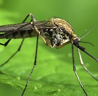 Should We Engineer the Mosquito?